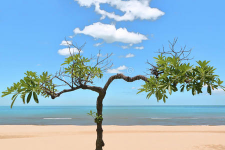 海滩上的树