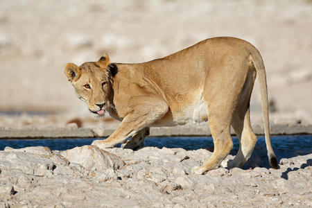 母狮饮用水大自然中的母狮饮用水损坏的像素半色调加密凯蒂图标黑色和