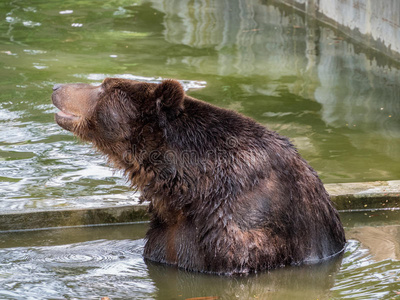 水中棕熊