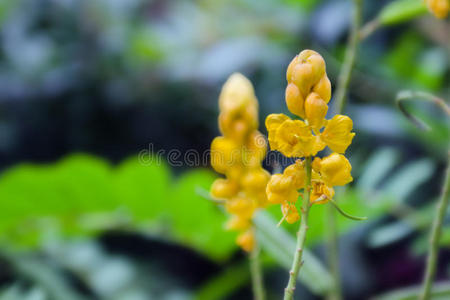 皇后 体育课 圣诞节 花的 美女 草本植物 决明子 灌木