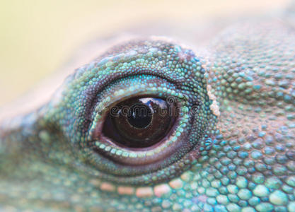 圆圈 蜥蜴 脊椎动物 动物 简单 特写镜头 规模 眼睛 爬行动物
