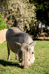 草坪 可爱的 驯服 野猪 宠物 头发 饥饿的 农场 哺乳动物