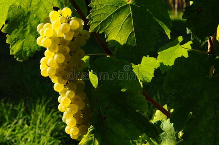 意大利基安提托斯卡纳，秋季葡萄园的白葡萄酒葡萄