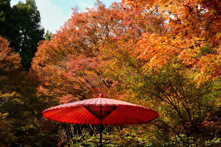 日本京都银杏寺秋叶的颜色。