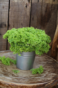 草本植物 水桶 木材 桌子 草药学 西芹 树叶 生菜 花盆