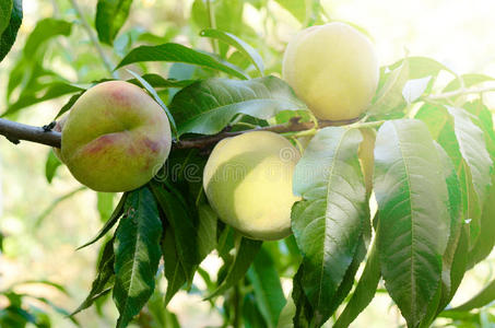 农业 水果 美味的 油桃 生产 软的 树叶 包装 果园 桃子