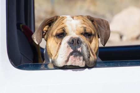 漂亮的斗牛犬，守卫着他的主人卡车