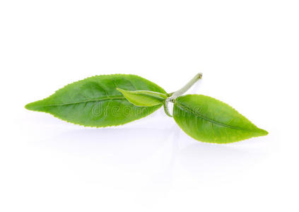 绿茶叶子分离在白色上