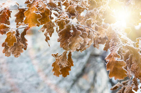 植物 落下 冻结 分支 季节 秋天 树叶 天气 白霜 森林