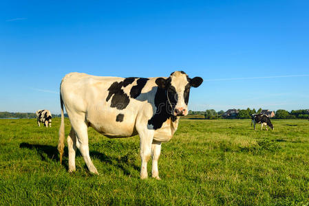 小母牛 土地 乳制品 牛肉 前景 草地 农事 哺乳动物 奶牛