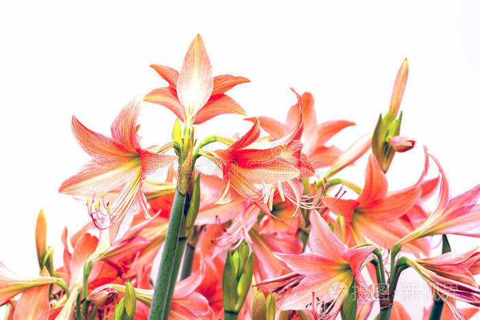 开花 自然 百合花 植物区系 夏天 特写镜头 颜色 美女
