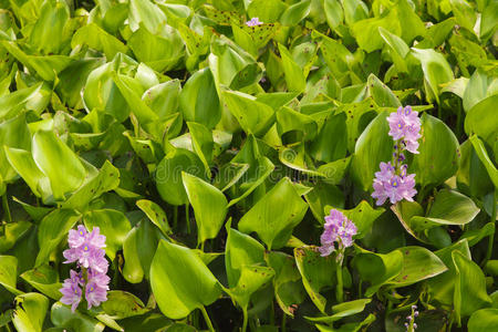 开花水葫芦图片
