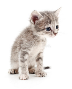 形象 好奇心 小猫 猫科动物 哺乳动物 美女 演播室 动物