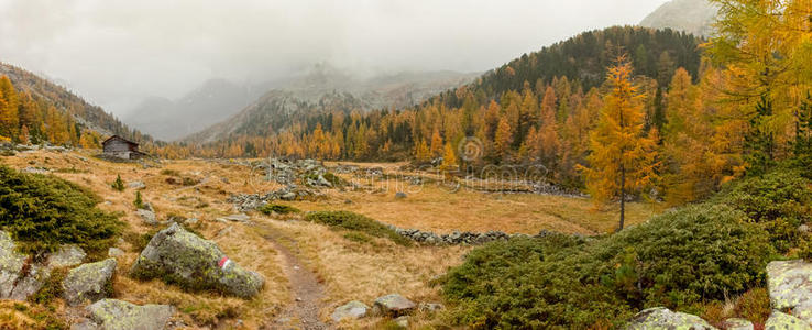 奥里纳 草地 森林 落下 在里面 自然 全景图 秋天 朦胧