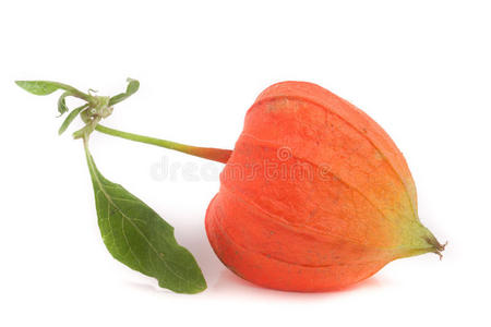 饮食 地面 浆果 颜色 中国人 樱桃 水果 食物 醋栗 外壳