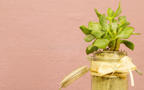 生活 手工制作的 植物 种植 杯子 粉红色 花园 自然 园艺