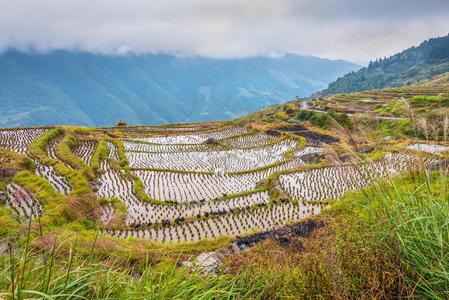 中国稻田特写