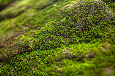 美丽的 植物 生长 岩石 纹理 亚洲 风景 特写镜头 苔藓