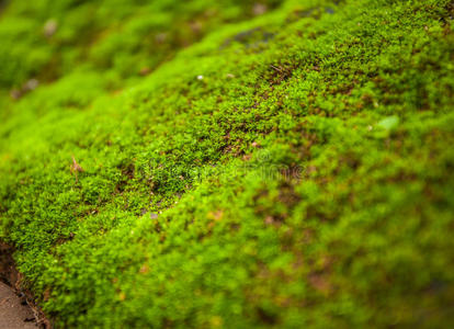 风景 纹理 蕨类植物 苔藓 墙纸 生长 亚洲 特写镜头 环境