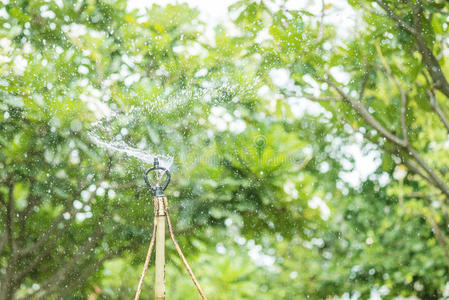 古老的 花园 喷雾 公园 环境 自然 变模糊 树叶 生长