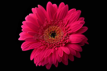 花瓣 特写镜头 非洲菊 自然 花的 粉红色 植物区系 盛开