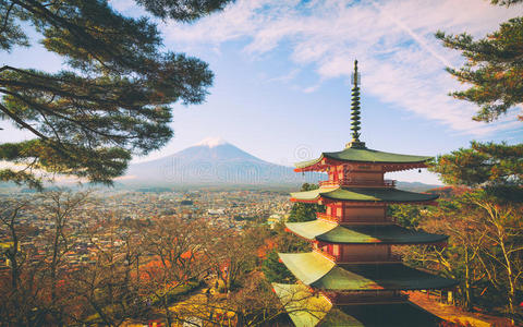 日本人 地标 秋天 富士 富士山 美丽的 树叶 樱桃 藤子