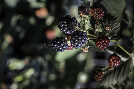 生长黑莓的花园,树叶和树枝照片