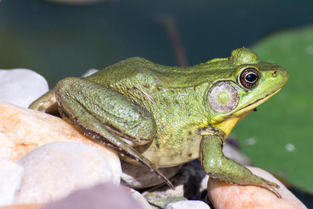 牛蛙坐在沼泽的水里。