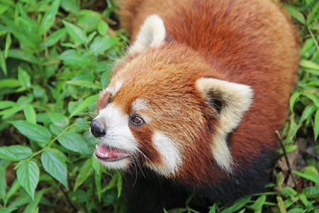 火狐，成都的熊猫，中国
