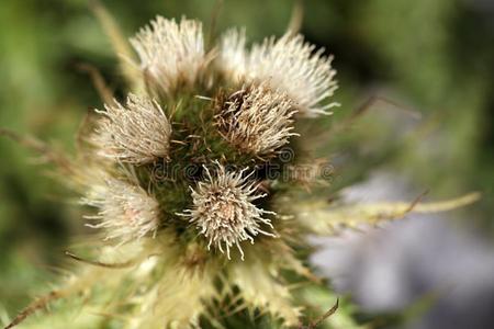 阿尔卑斯山 生态系统 栖息地 植物学 园艺 植物区系 花园