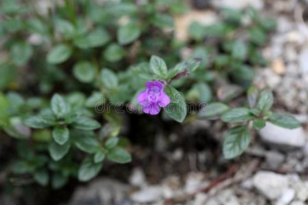 草本植物 园艺 龙胆 植物区系 植物学 环境 草地 花园