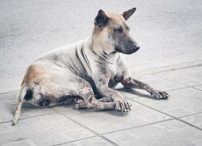 犬科动物 朋友 哺乳动物 饥饿的 悲伤 可爱的 营救 孤独