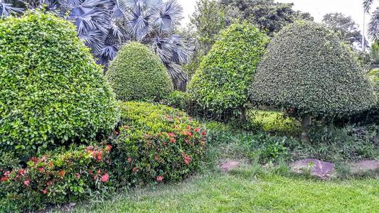 花园 植物