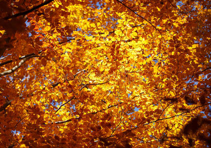 美丽的秋天背景，黄色的叶子在树枝上。