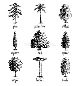 生态学 单色 植物 插图 枫树 花园 收集 棕榈 要素 植物学