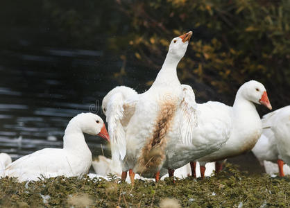 关闭来到鹅来到池塘的岸边,摇着羽毛照片