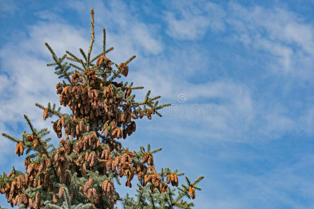 云杉 松木 椎体 自然 风景 分支 天空 植物 圣诞节 美丽的