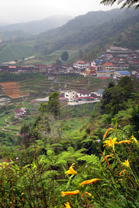 房地产 卡梅伦 植物区系 高地 农场 环境 农业 种植园