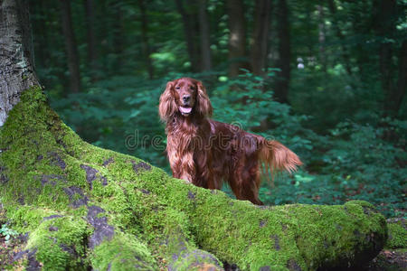美丽的狗爱尔兰在夏天的森林肖像