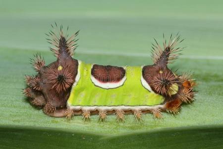 绿色鞍背毛毛虫蛔虫照片