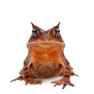 塞拉多蟾蜍在白色大蟾蜍2一套爬行动物和两栖动物.