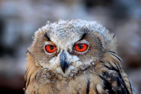 鹰猫头鹰橙色眼睛大鸟野生森林照片