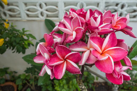 盛开 优雅 植物区系 夏威夷 巴厘岛 特写镜头 花椰菜 美女