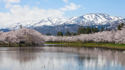 樱花樱花树和Myoko山。