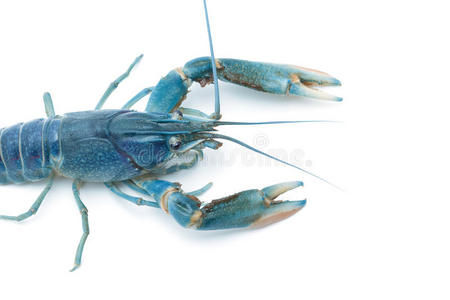 蓝色小龙虾淡水龙虾