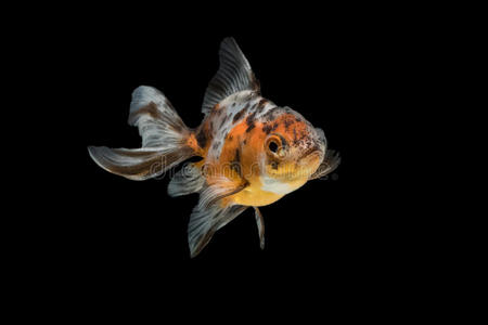 动物群 宠物 水族馆 鱼缸 动物 透明的 游泳 自然 金鱼