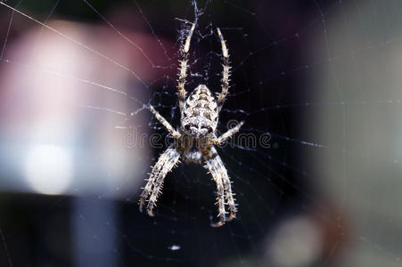 蜘蛛 野生动物 陷阱 蜘蛛恐惧症 可怕的 捕食者 动物 纹理
