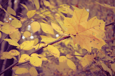 美丽的天然秋树背景。雷特罗