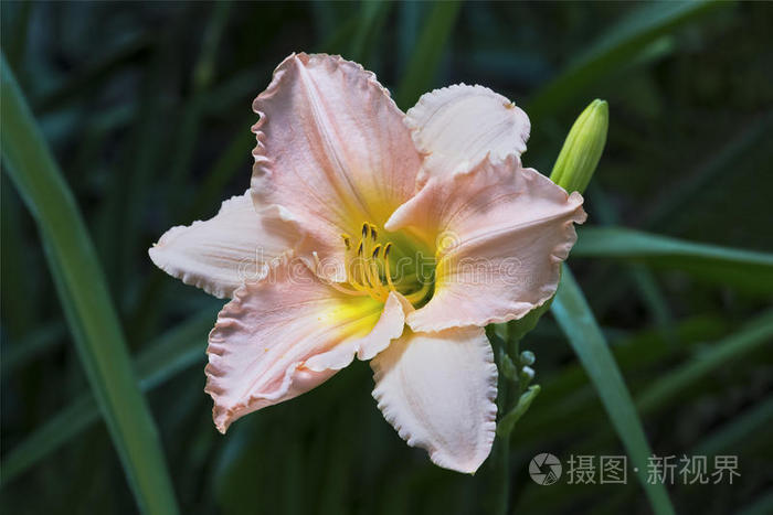 盛开 开花 三文鱼 百合花 春天 大头针 雄蕊 花的 夏天