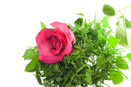 特写美丽的粉红色玫瑰和绿色的草美丽的粉红色的玫瑰花瓣特写镜头.